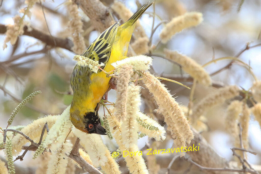 Southern Masked Weaveradult, identification, eats