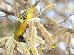 Southern Masked Weaver