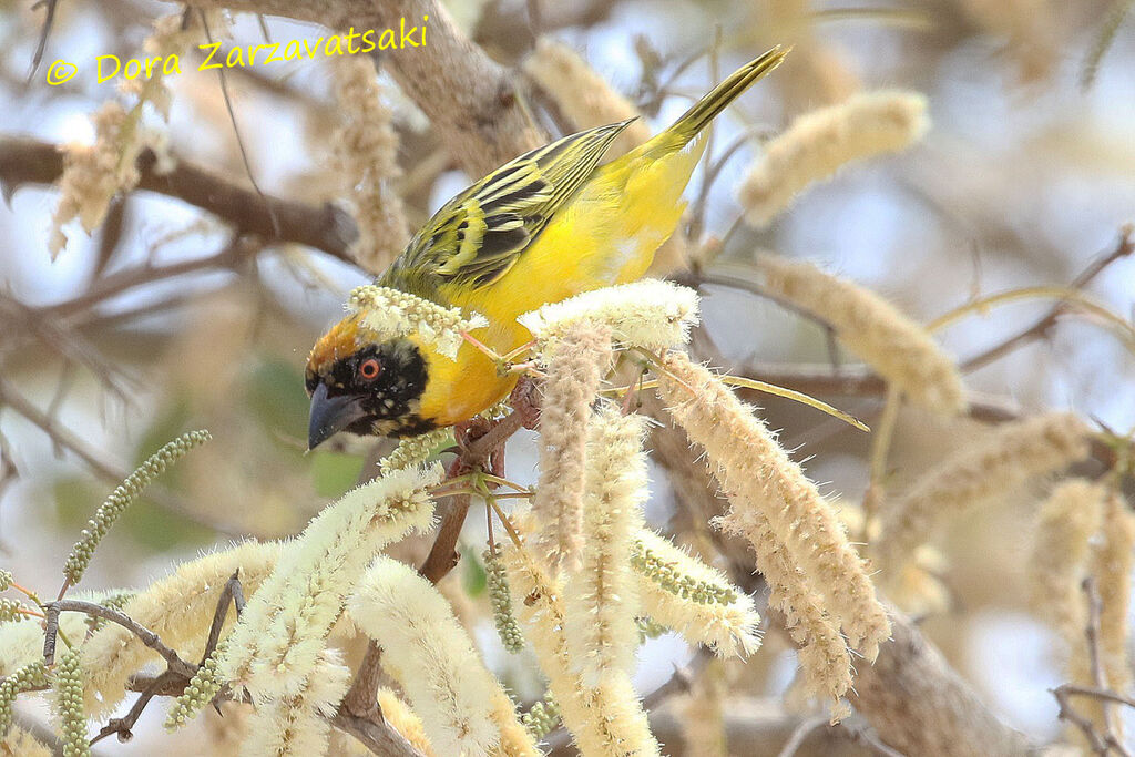 Southern Masked Weaveradult, identification