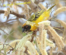 Southern Masked Weaver