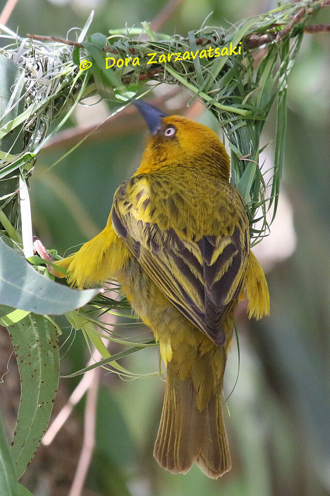 Cape Weaver male adult, Reproduction-nesting