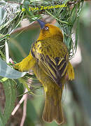 Cape Weaver