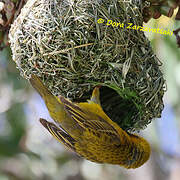 Cape Weaver