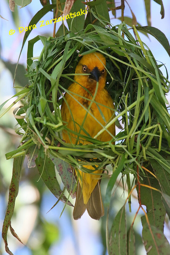 Cape Weaver male adult, Reproduction-nesting