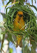 Cape Weaver