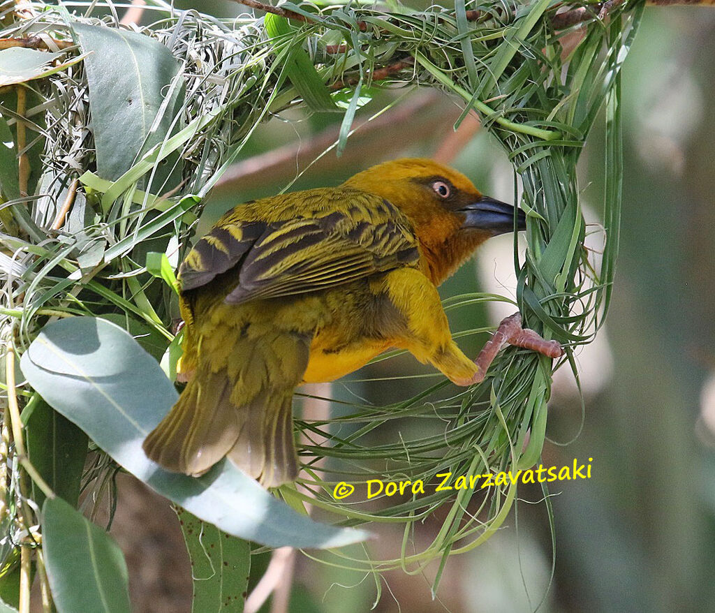 Cape Weaver male adult, Reproduction-nesting