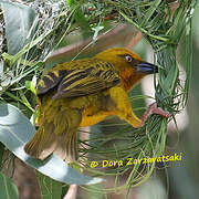 Cape Weaver