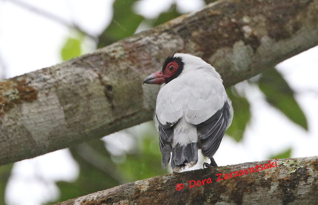 Masked Tityra male adult, identification