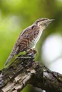 Eurasian Wryneck