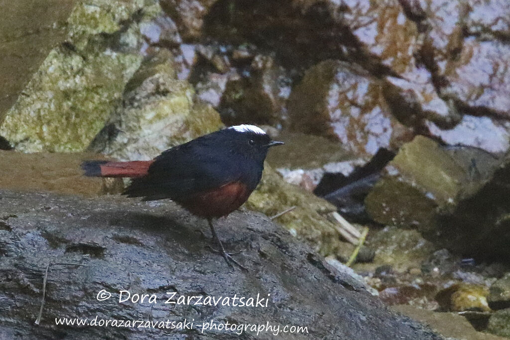 White-capped Redstartadult, identification