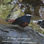 White-capped Redstart