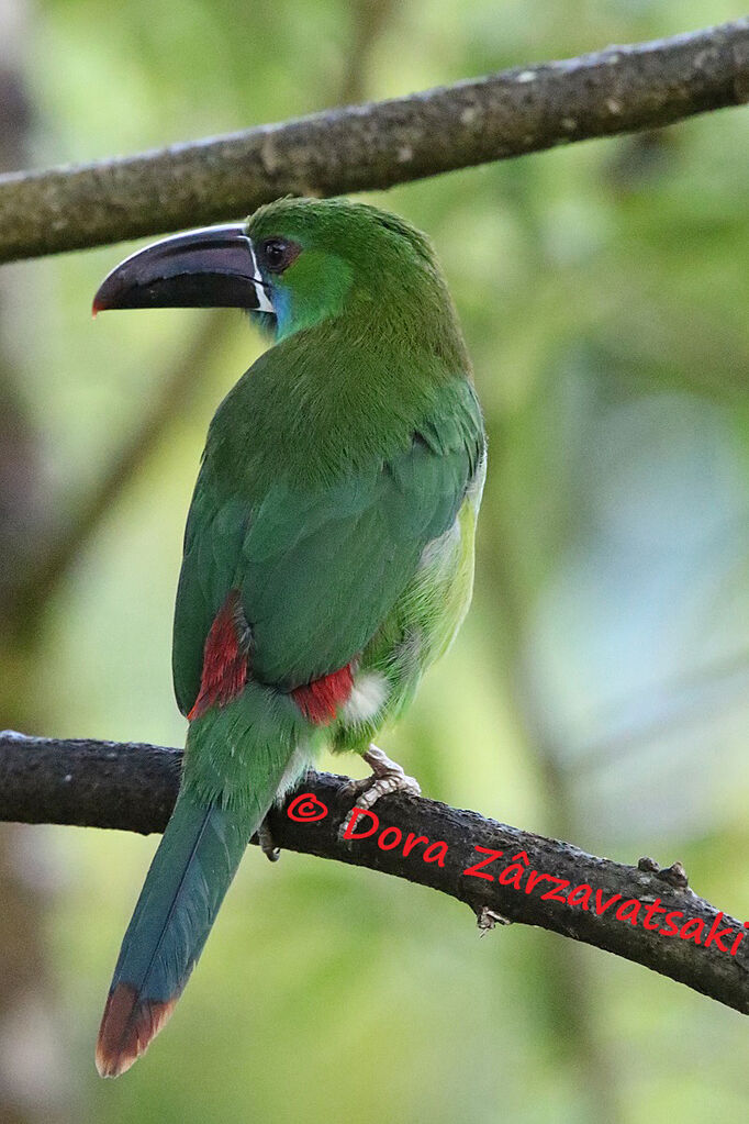 Toucanet à croupion rougeadulte, identification