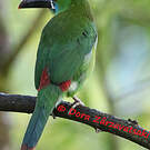 Toucanet à croupion rouge