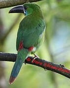 Crimson-rumped Toucanet