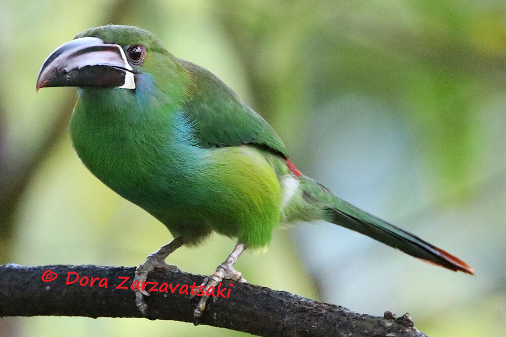 Crimson-rumped Toucanetadult, identification