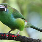 Toucanet à croupion rouge