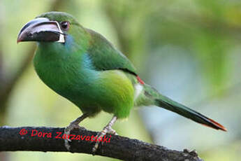 Toucanet à croupion rouge