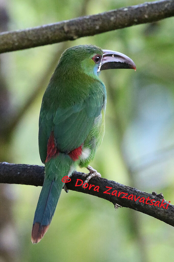 Crimson-rumped Toucanetadult, identification