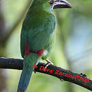 Toucanet à croupion rouge