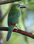 Toucanet à croupion rouge