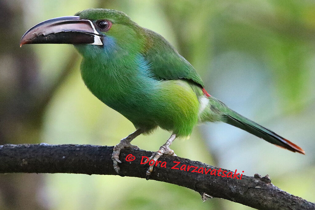 Crimson-rumped Toucanetadult, identification