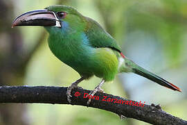 Toucanet à croupion rouge