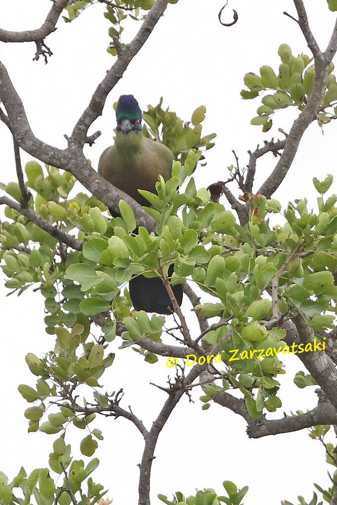 Purple-crested Turacoadult