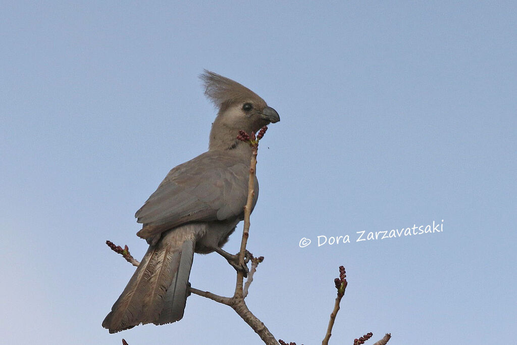 Grey Go-away-birdadult, identification