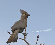 Grey Go-away-bird