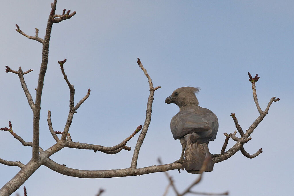 Grey Go-away-birdadult, identification