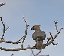 Grey Go-away-bird