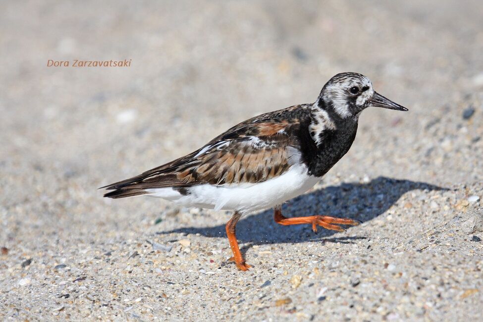 Ruddy Turnstoneadult breeding