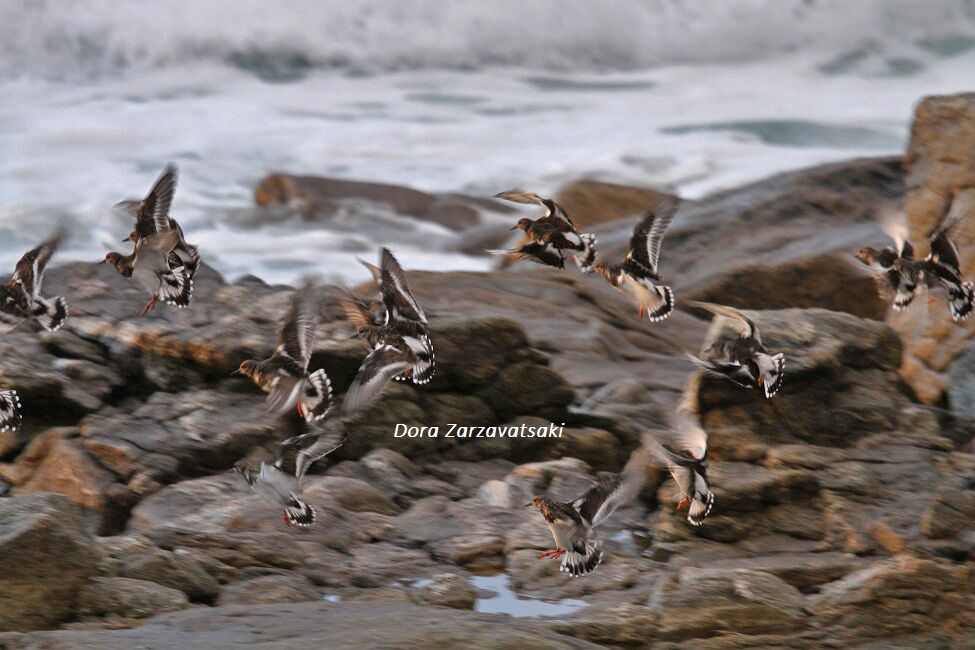 Ruddy Turnstone