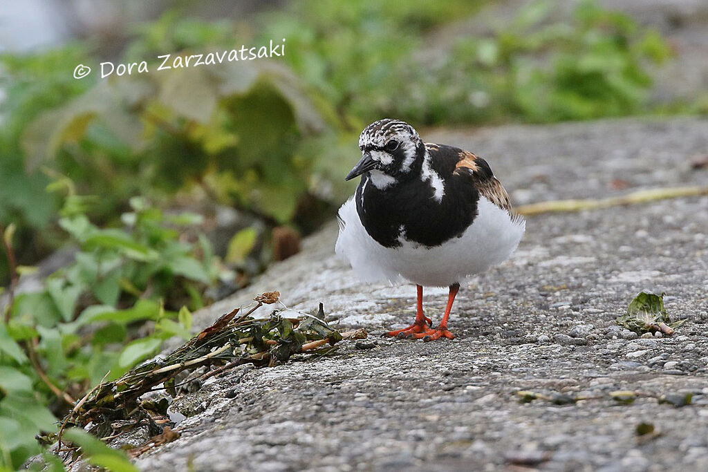 Ruddy Turnstoneadult breeding