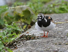 Ruddy Turnstone