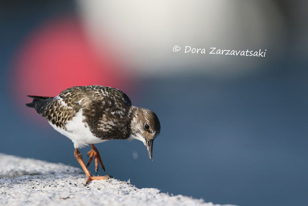 Ruddy Turnstone