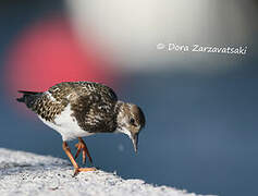 Ruddy Turnstone