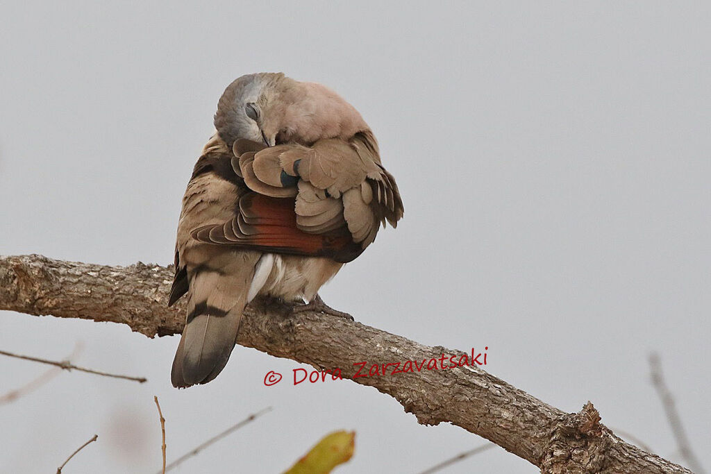 Emerald-spotted Wood Doveadult