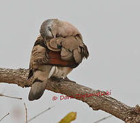 Emerald-spotted Wood Dove