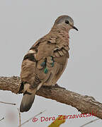 Emerald-spotted Wood Dove