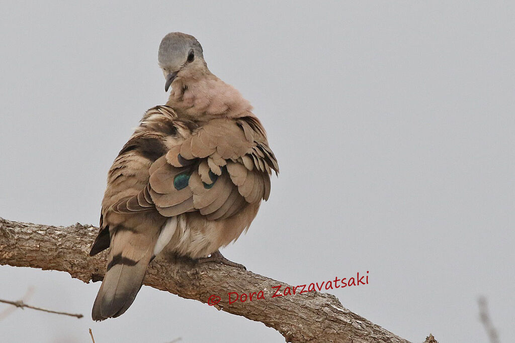 Emerald-spotted Wood Doveadult