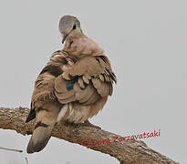 Emerald-spotted Wood Dove