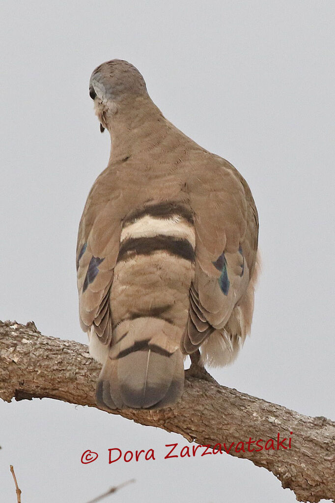 Emerald-spotted Wood Doveadult