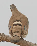 Emerald-spotted Wood Dove