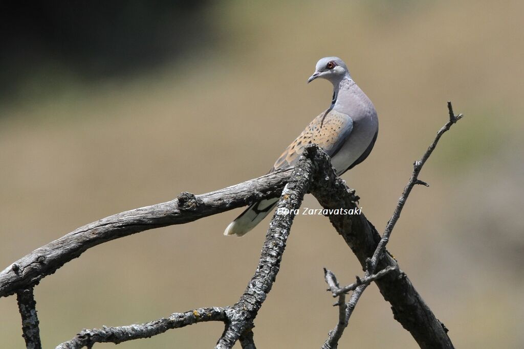 European Turtle Dove