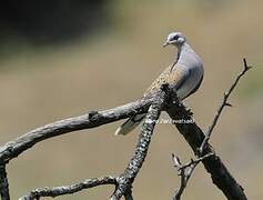 European Turtle Dove