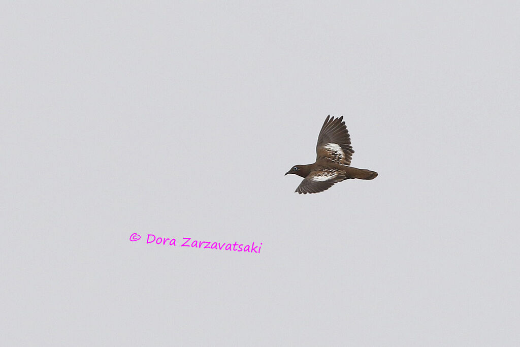Galapagos Doveadult, Flight