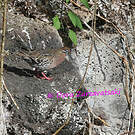 Tourterelle des Galapagos