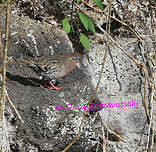 Tourterelle des Galapagos