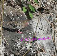 Galapagos Dove